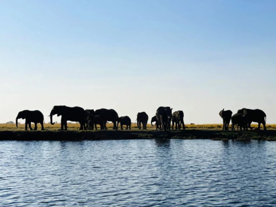 Mzilikazi Way Safaris