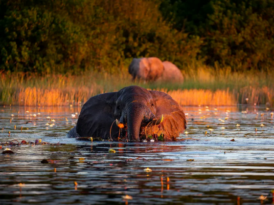 Wilderness DumaTau Camp