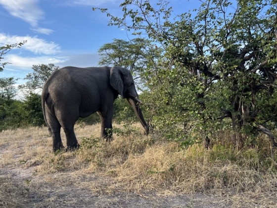 African Big 5 Safaris