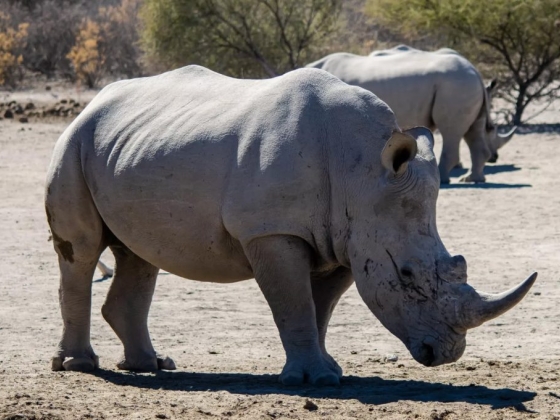 Orapa Game Park Tour