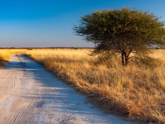 Unveiling the Magic of Central Kalahari Game Reserve