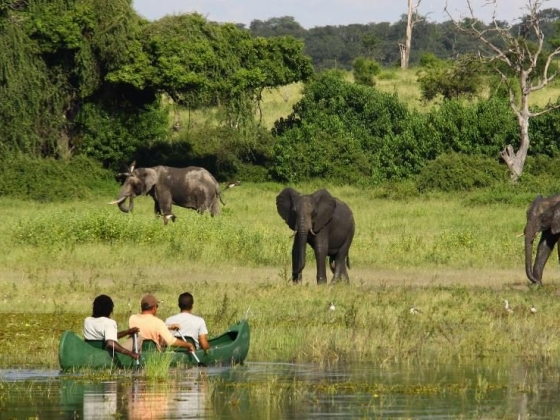 People in a canoe watch elephants on the shore.